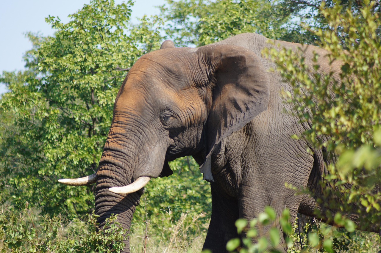 Elephants bathing or resting at a camp in Dandeli